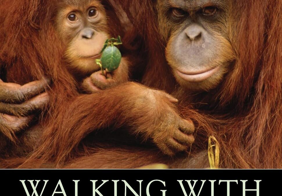 Walking with the Great Apes