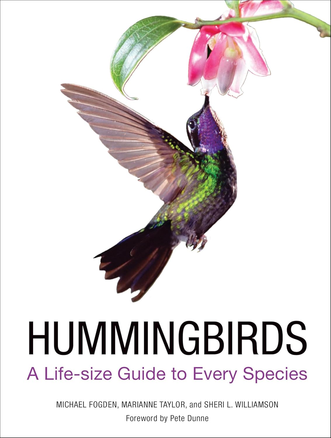 Hummingbirds by Marianne Taylor
