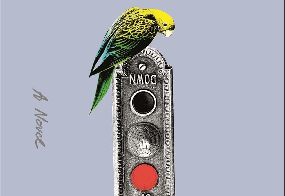 Parakeet