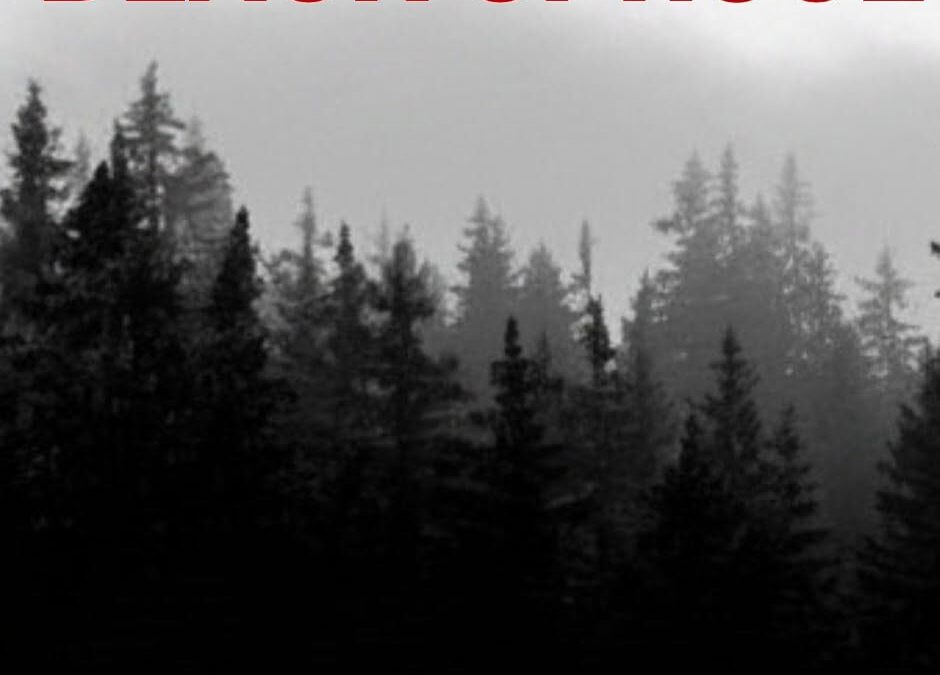 Into the Black Spruce