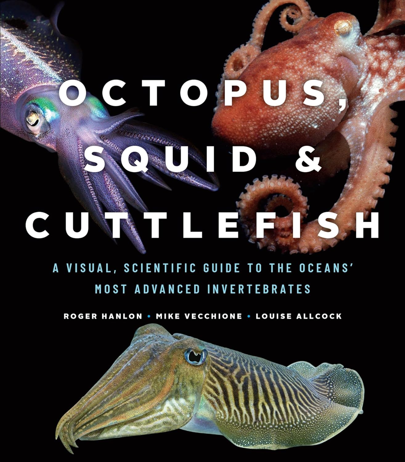 Octopus, Squid & Cuttlefish by Louise Allcock book cover