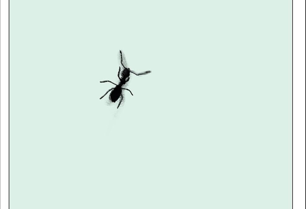 The Colony